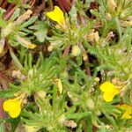 Ajuga chamaepitys Flor