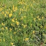 Galium verum Habit