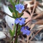 Dampiera stricta Fleur