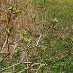 Viburnum lantana Hoja