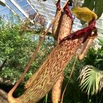 Nepenthes mirabilis Blomst