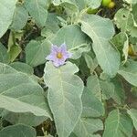 Solanum incanum Leaf