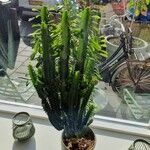 Euphorbia trigona Yaprak