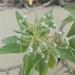 Heliotropium arboreum Λουλούδι