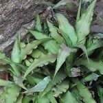 Cryptanthus acaulis পাতা