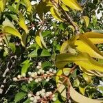 Ligustrum japonicum Blad