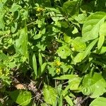 Hypericum punctatum Habitus