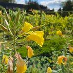 Oenothera glazioviana Flower