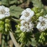 Phacelia ramosissima Flor