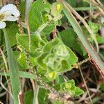 Barleria robertsoniae Leaf