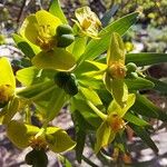 Euphorbia dendroides Çiçek