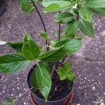 Calycanthus floridus Leaf