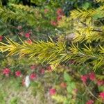 Grevillea juniperina Leaf