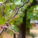 Cercis chinensis Плод