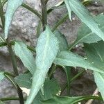 Phyteuma charmelii Folla