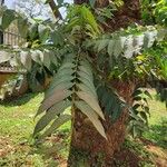 Toona ciliata Leaf