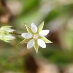 Sabulina tenuifolia Çiçek