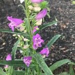 Penstemon speciosus Fiore