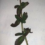 Hypericum hirsutum Likasa