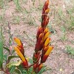 Sanchezia oblonga Flower