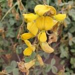 Rhynchosia minima Çiçek