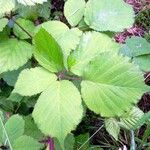 Rubus scabripes ഇല