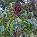 Rhus copallinum Fruto