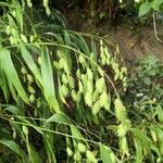 Bromus secalinus Fruchs