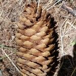 Pinus lambertiana Fruto