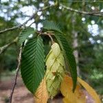 Carpinus japonica ഫലം