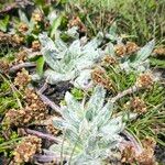 Plantago nivalis Folha