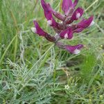 Astragalus vesicarius Vekstform