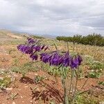 Gladiolus atroviolaceus Žiedas