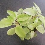 Peperomia scandens Pokrój