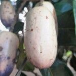 Dacryodes edulis Fruit