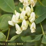 Dorycnium eriophthalmum Flor