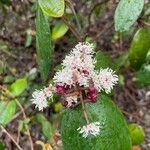 Miconia albicans Квітка