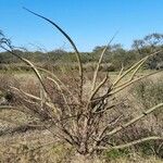 Erythrina crista-galli Hábito