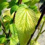 Agastache foeniculum ഇല