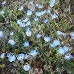 Nemophila menziesii 花