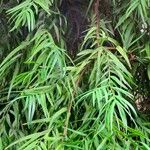 Afrocarpus mannii Liść