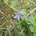 Vinca herbacea List