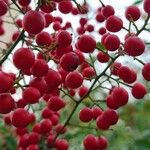 Nandina domestica Vaisius