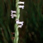 Spiranthes aestivalis Flower