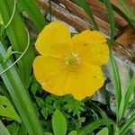 Meconopsis cambricaKukka