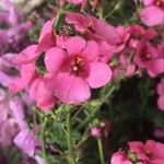 Diascia rigescensΛουλούδι