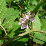 Rubus scabripes പുഷ്പം