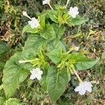 Mirabilis longiflora 花