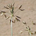 Bolboschoenus glaucus Плод