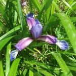 Iris gramineaFlower